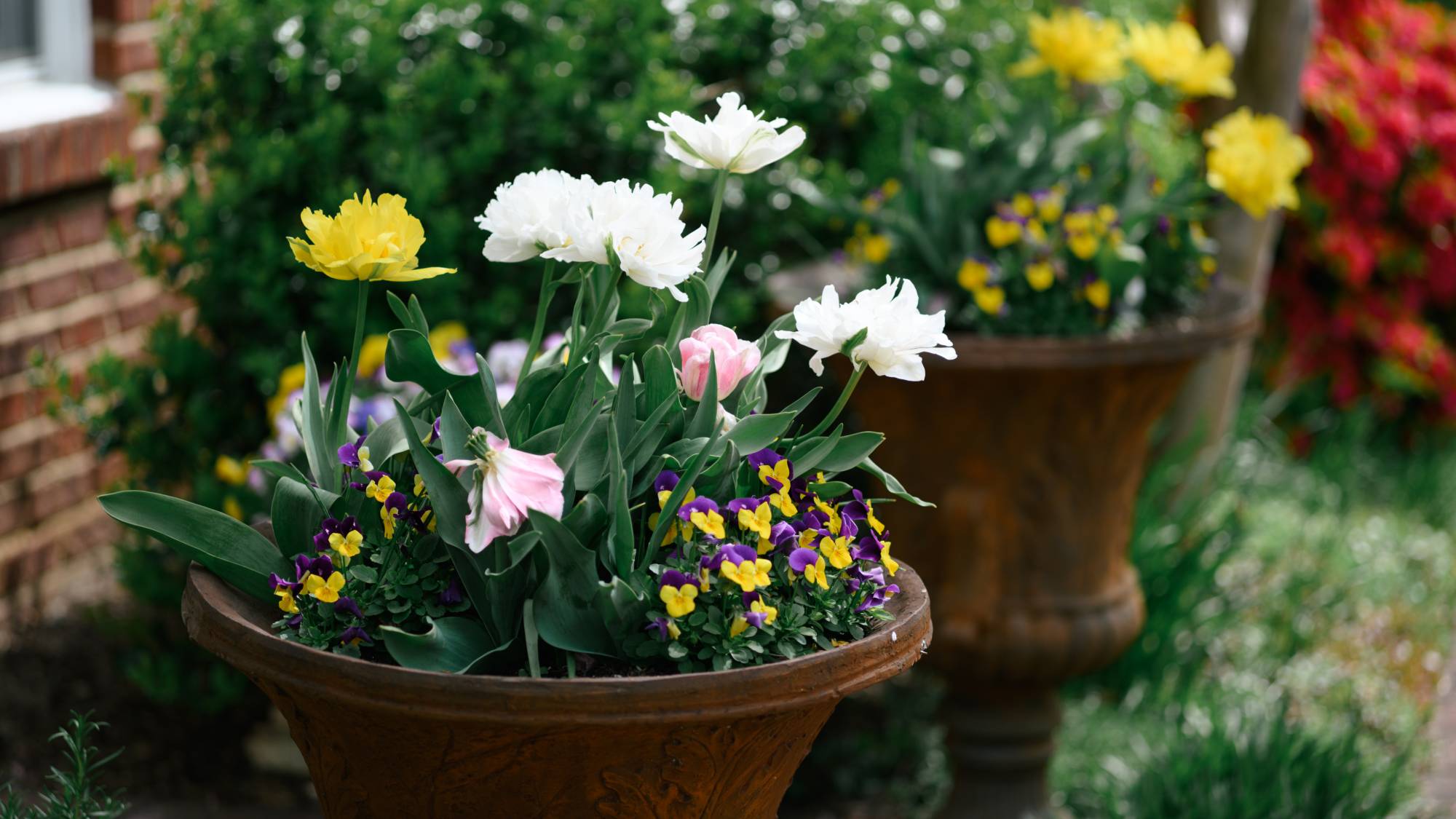 Container gardening with tulips and pansies 