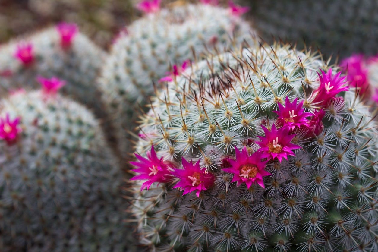 Cacti With Pink Flowers