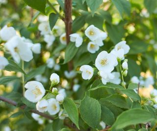 Mock orange with white blooms