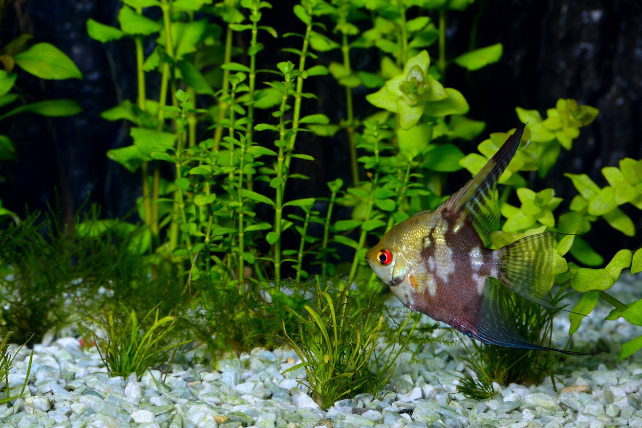 Рыбы едят растения. Птерофиллум скаляре Санта Изабель. Рыба ест растения.