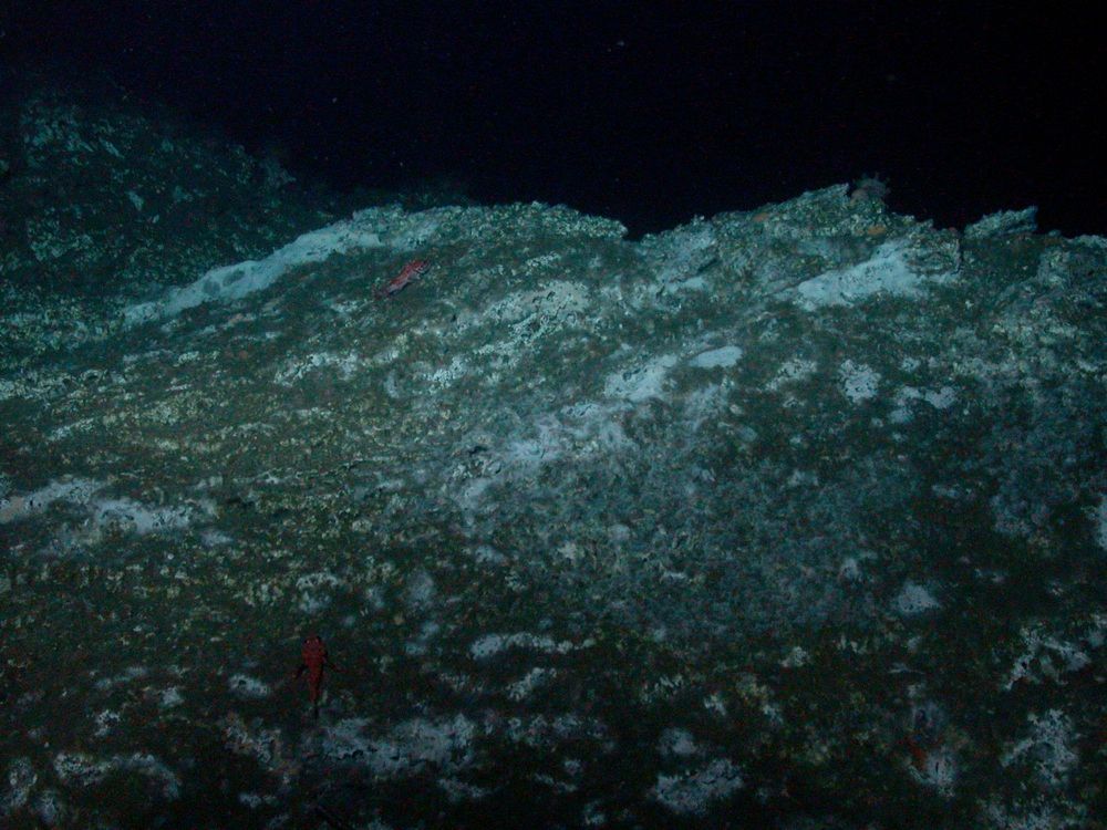 Towering carbonate rocks rise hundreds of feet off the seafloor at Hydrate Ridge off the coast of Oregon. 