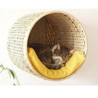 cat sleeping in basket