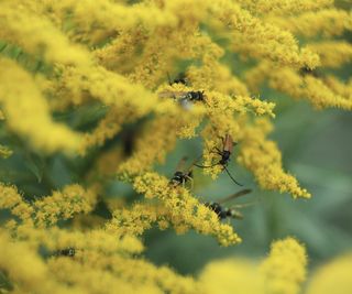 Insects on flowers of Solidago