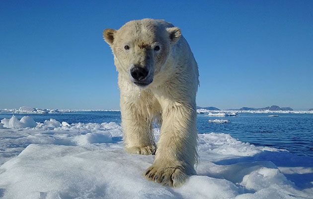 Ice breaker. Polar bear on sea ice in The Arctic.