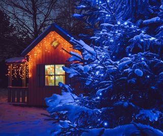 Blue Christmas lights on a fir in front of a wooden shed