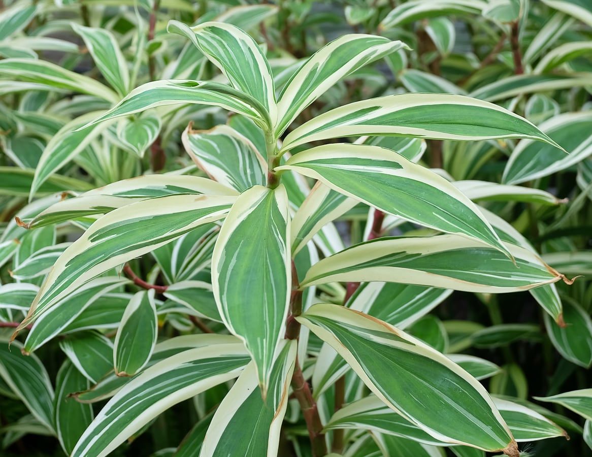 Dracaena Plant Leaves