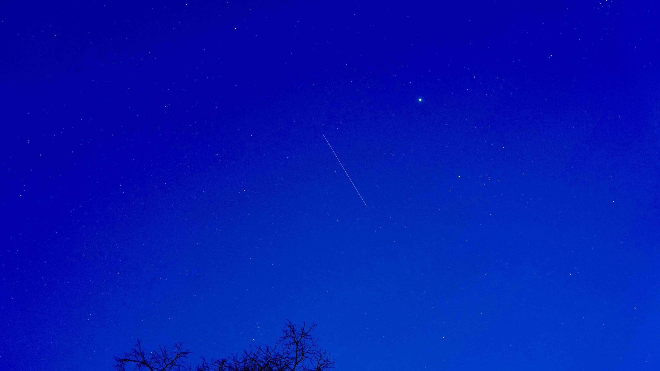 A blue sky with stars and some branches at the bottom.