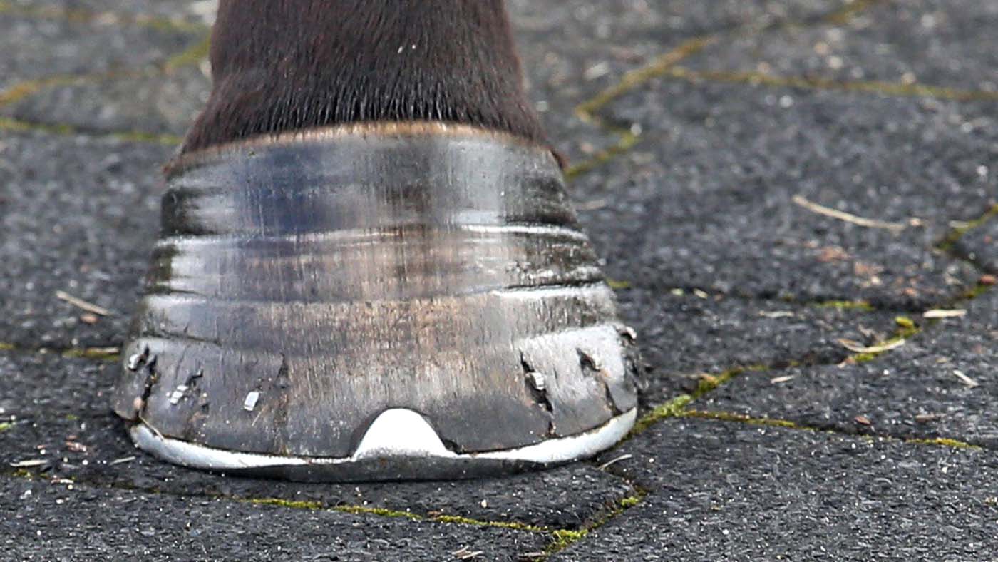 A hoof with rings that may be linked to laminitis