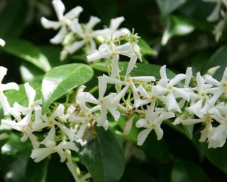 Close up of the white flowers of scented star jasmine