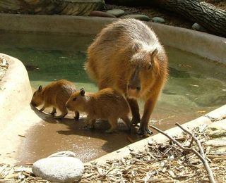 baby-capybara-101227
