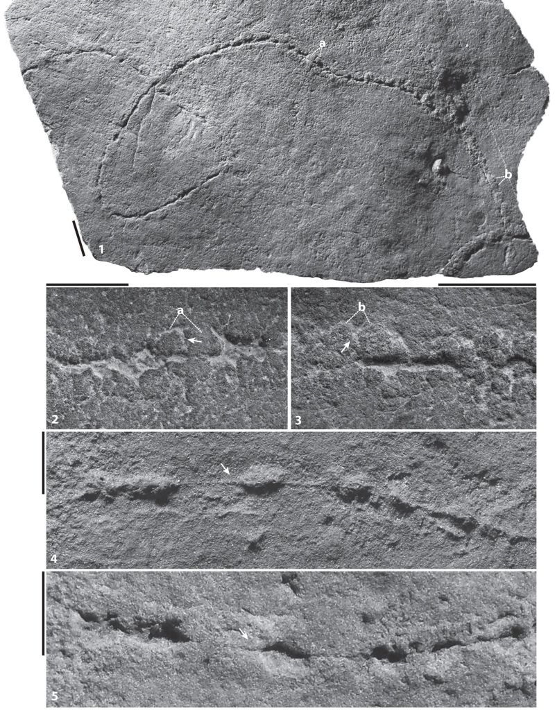 Traces of the tapeworm-like creature &lt;em&gt;Plexus ricei&lt;/em&gt; as seen in the fossil record.