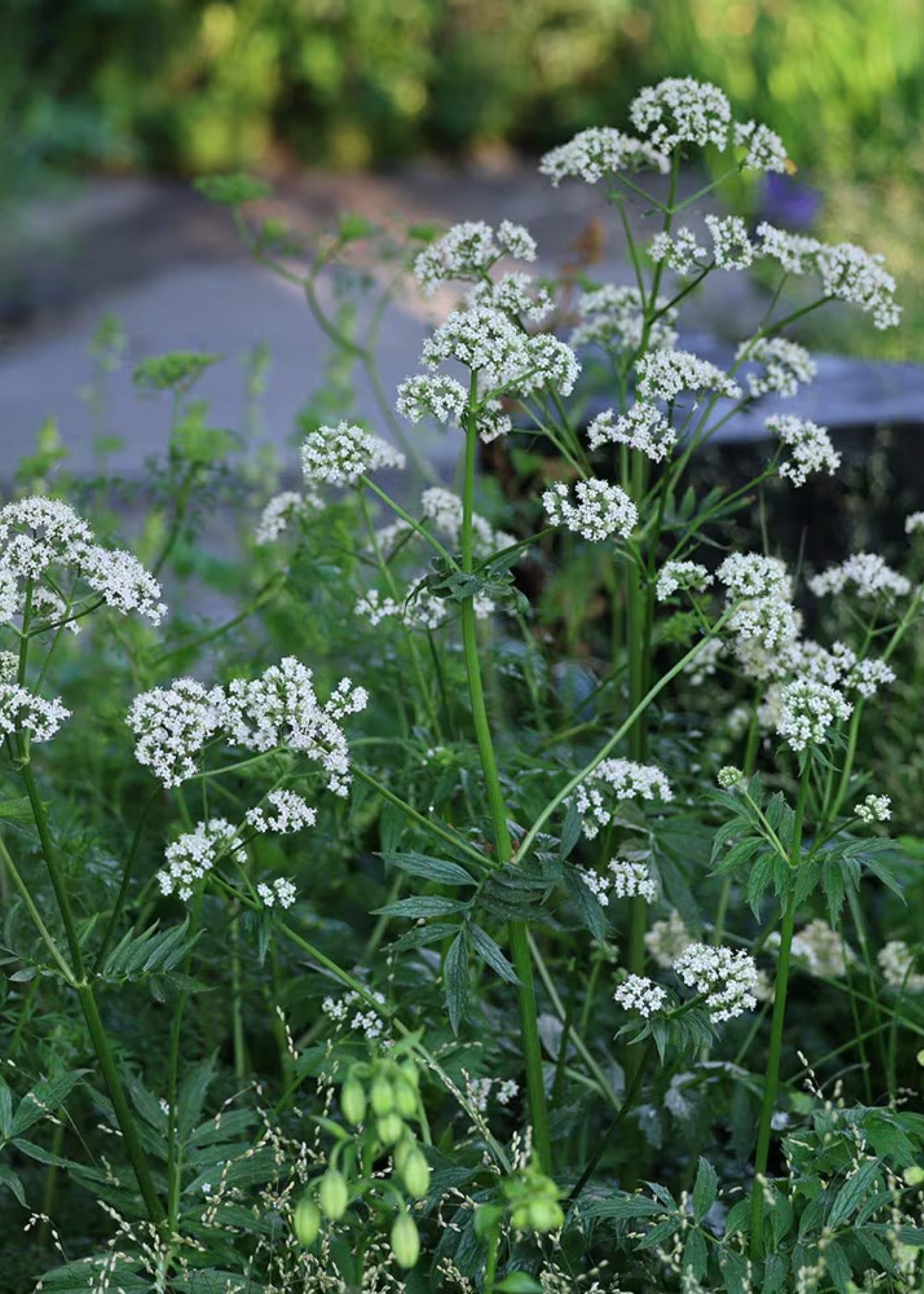 A close-up of valerian flowers