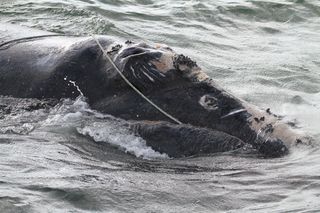 The fishing gear was wrapped around the whale's head and fins.