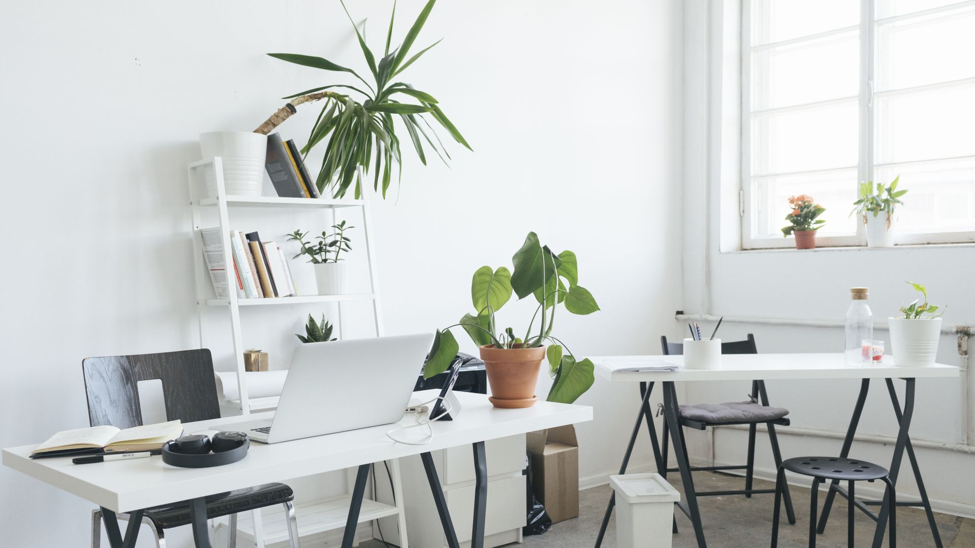 The best plants for an office desk | My Imperfect Life