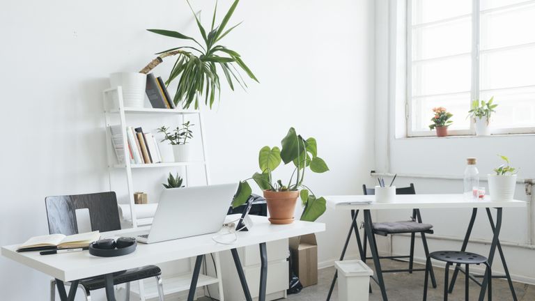 plants for an office desk