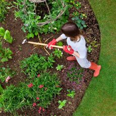 Gardener weeding bed with stirrup hoe