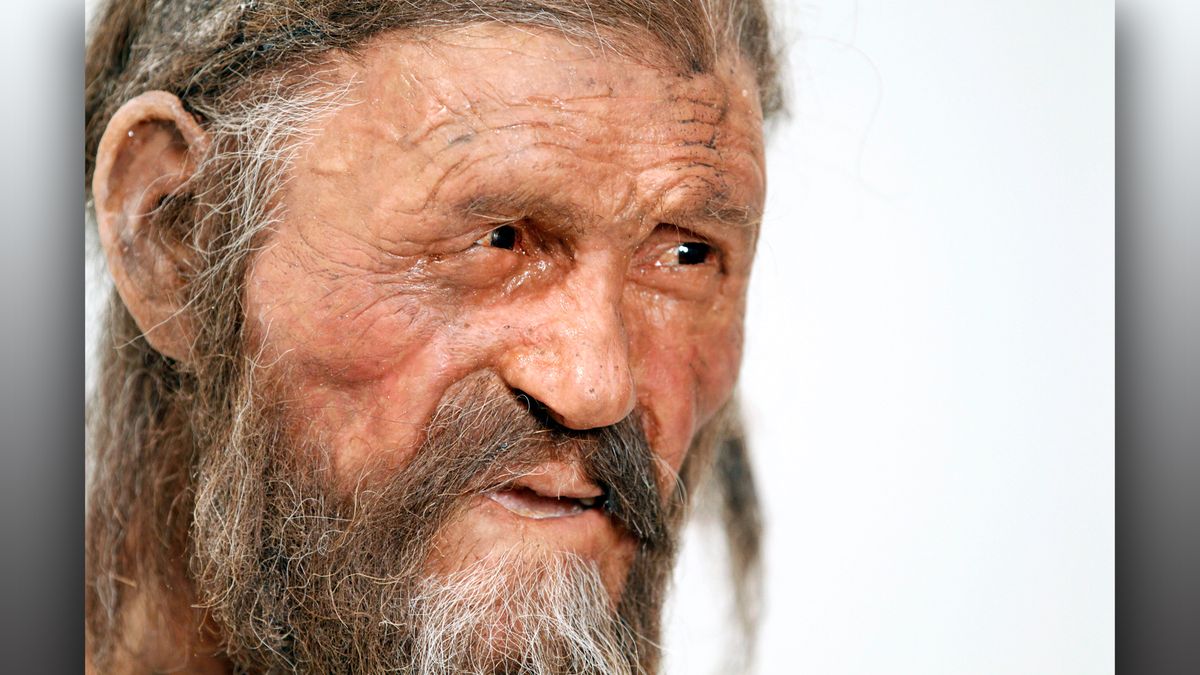 A reconstruction of Ötzi on display at the South Tyrol Museum of Archaeology in the city of Bolzano in South Tyrol, Italy.