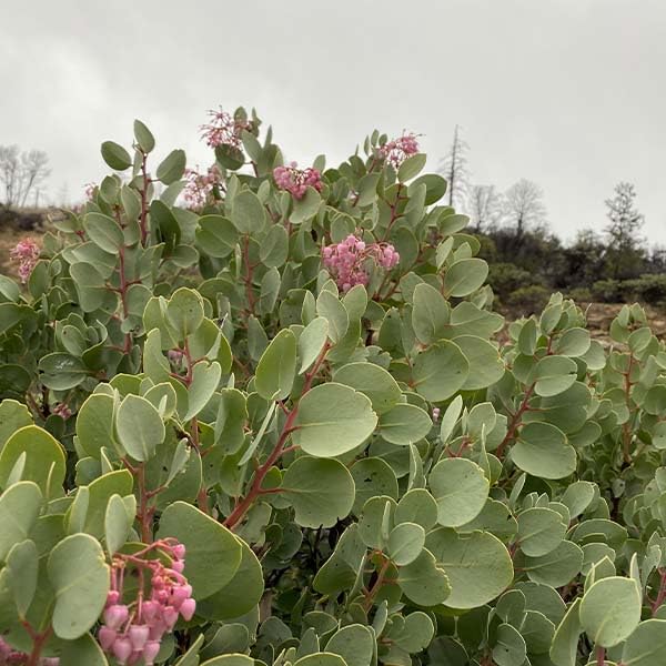 New Fresh 10pcs Manzanita Plant Seeds Generic