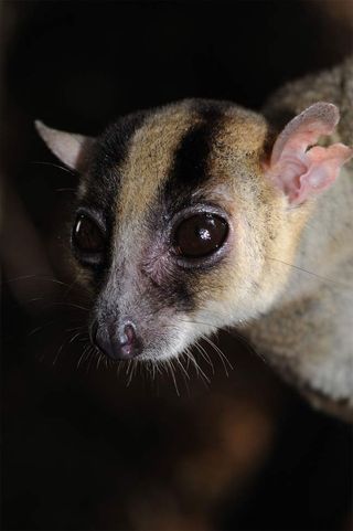 This newly discovered species of fork-marked lemur bobs its head while up in the trees in Madagascar.
