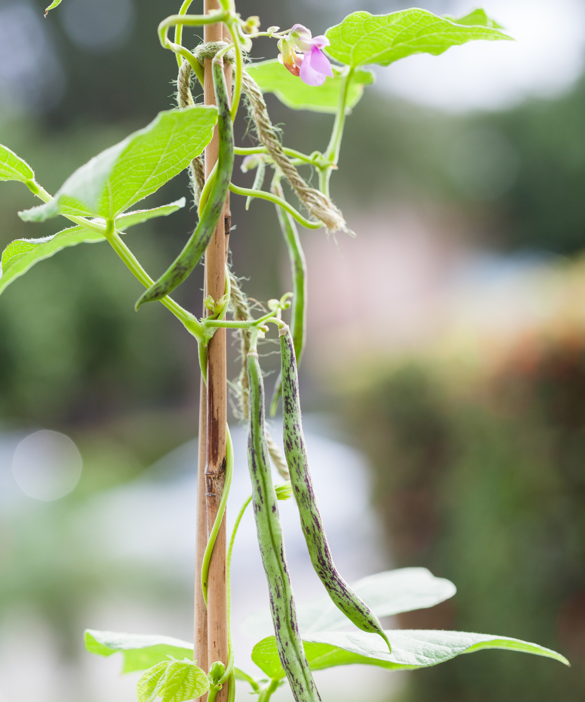 Rattlesnake Pole Beans growing on bamboo canes