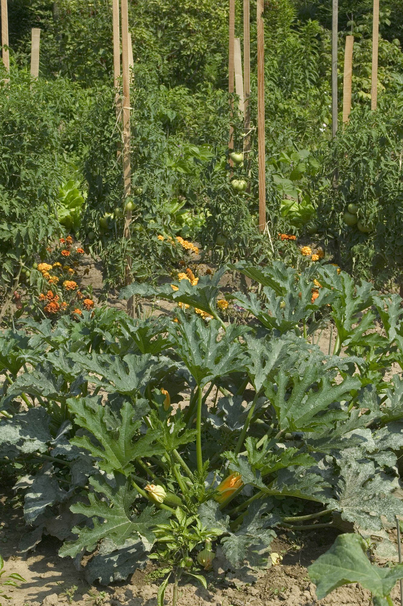 Zucchini companion plants the best plants to grow with them