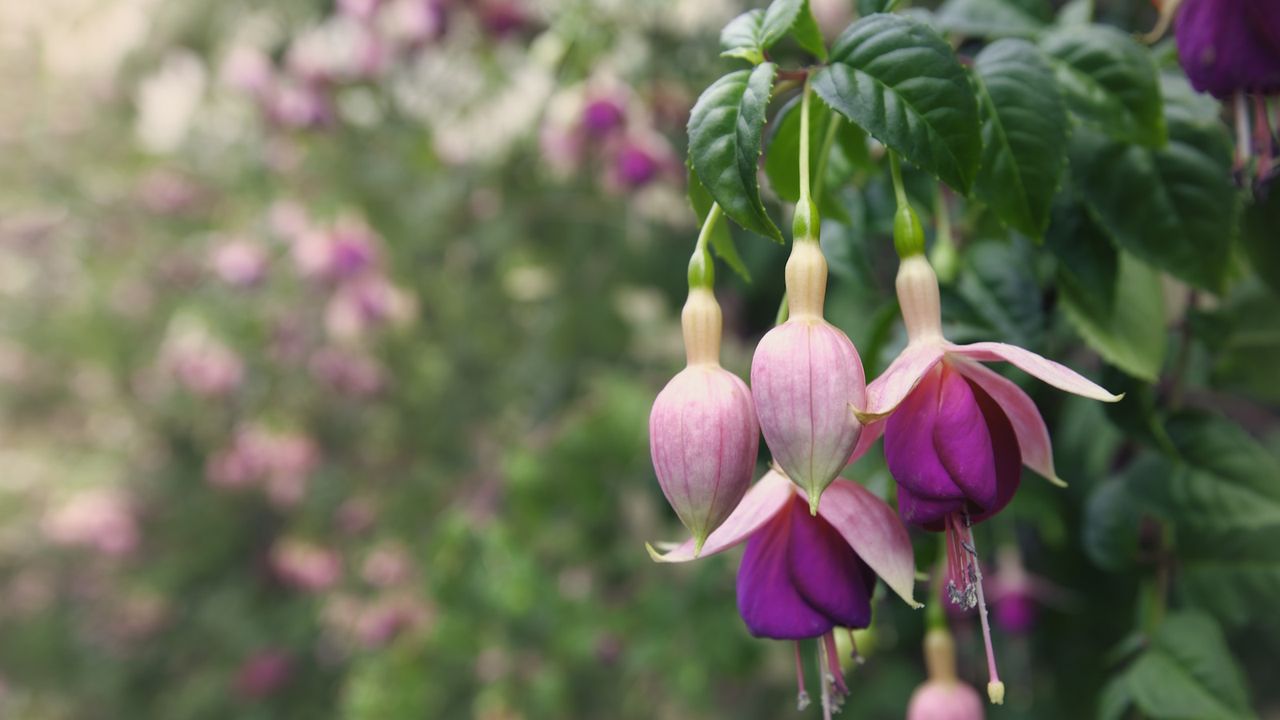 Pink and white fuchsia blooms with green foliage in a garden