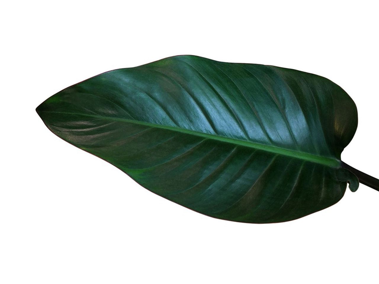 Congo Rojo Philodendron Plant