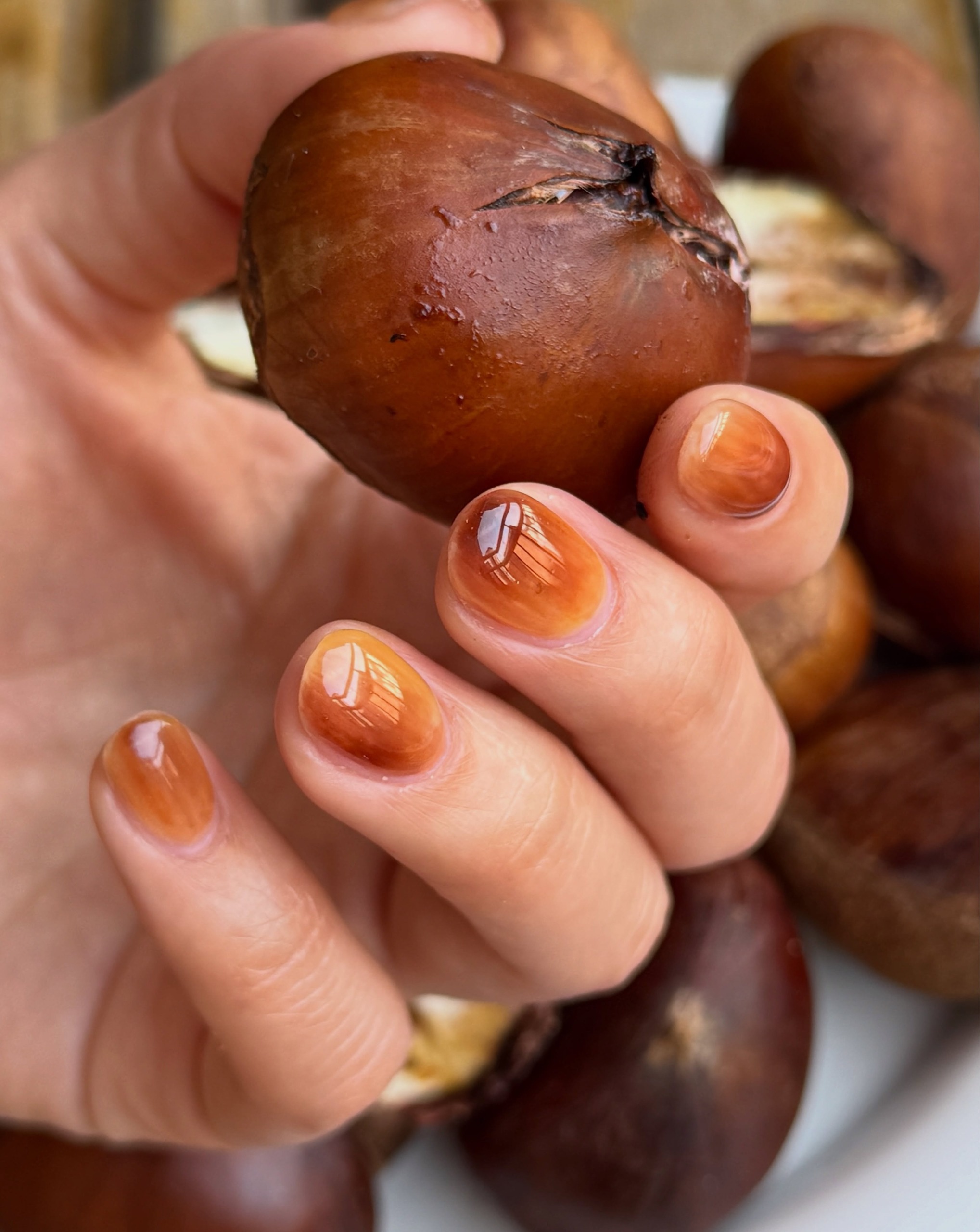 close up of glossy amber brown jelly manicure holding a chestnut with more chestnuts in background