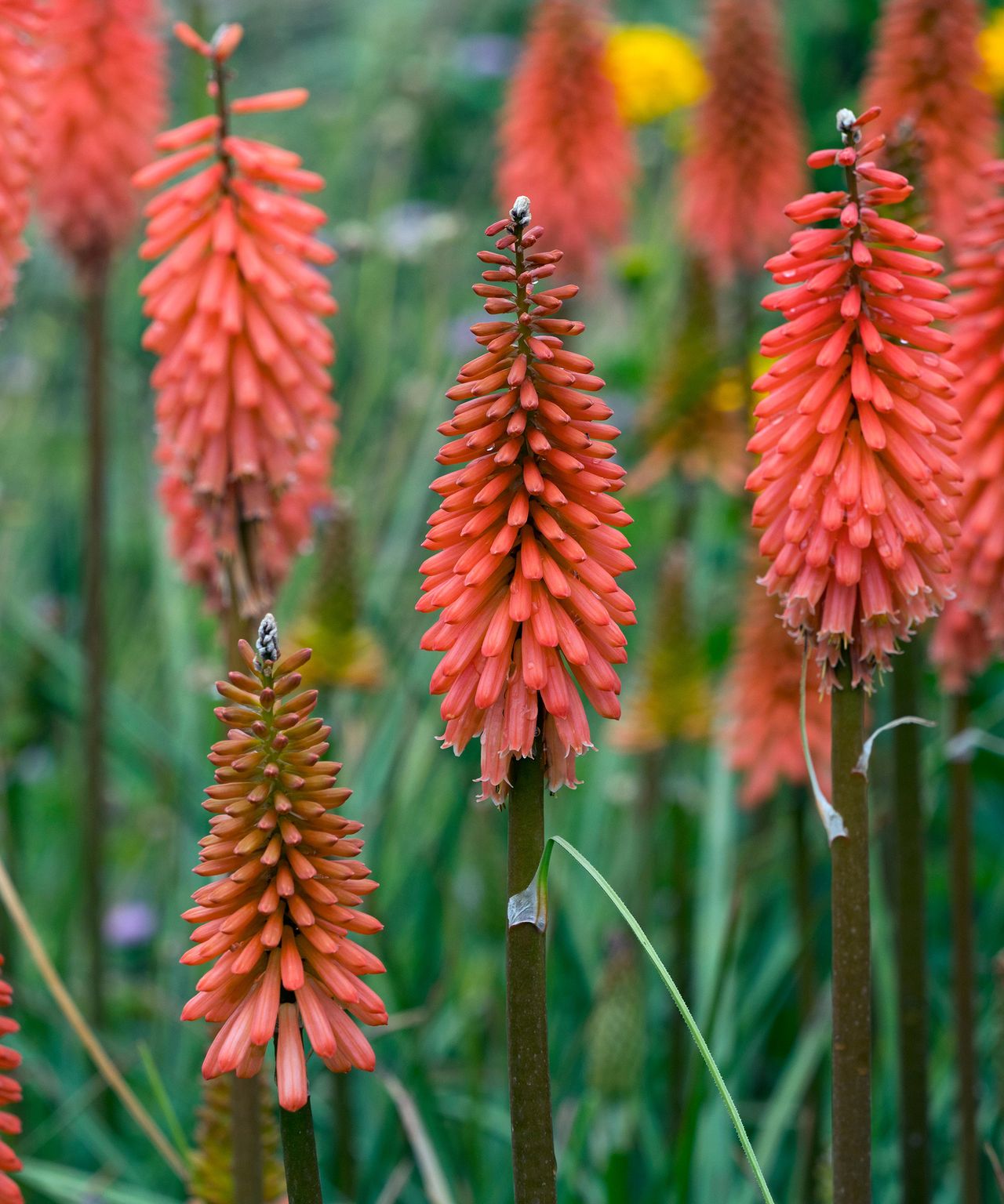 Red hot poker varieties: 16 types for sizzling summer color | Gardeningetc