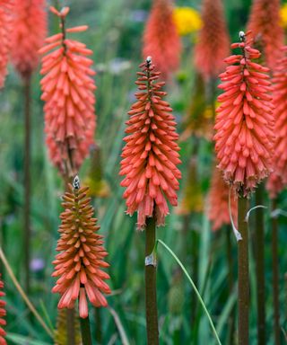 Kniphofia 'Timothy' Red-hot poker 'Timothy' in garden border
