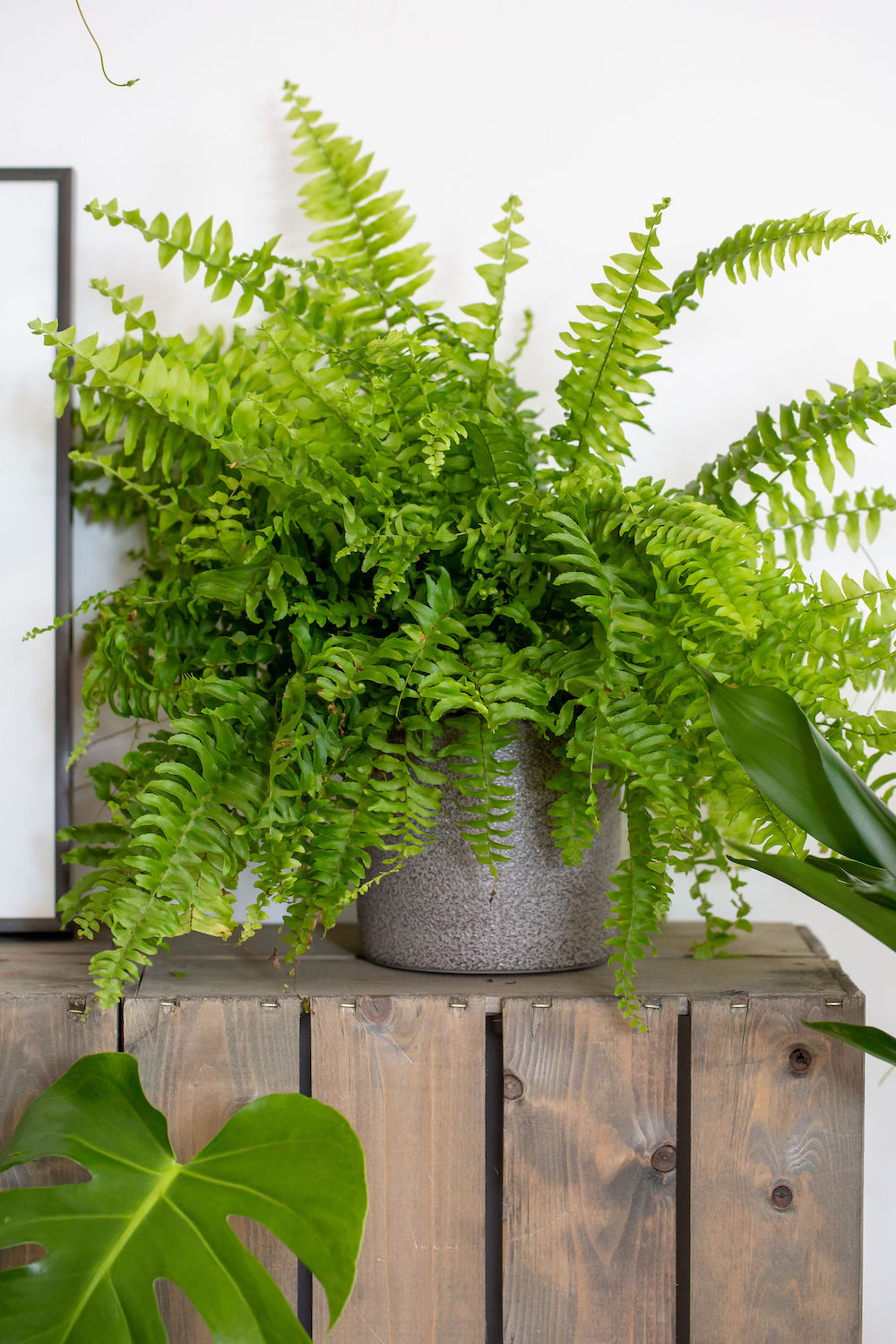 Fern care – top tips for fabulous fronds indoors and out | Livingetc