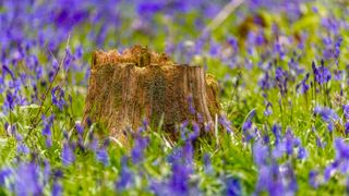 Small tree stump surrounded by bluebells