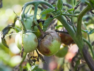 A tomato plant with root rot