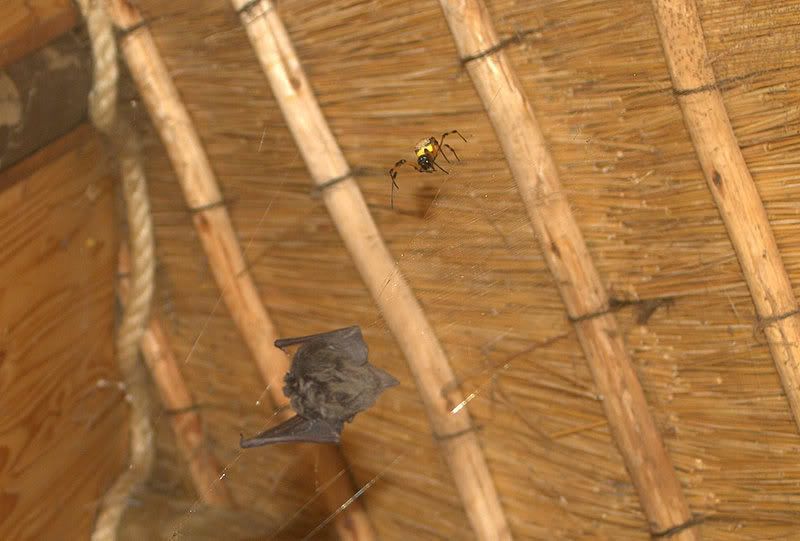 Ewwww! Photos of BatEating Spiders Live Science