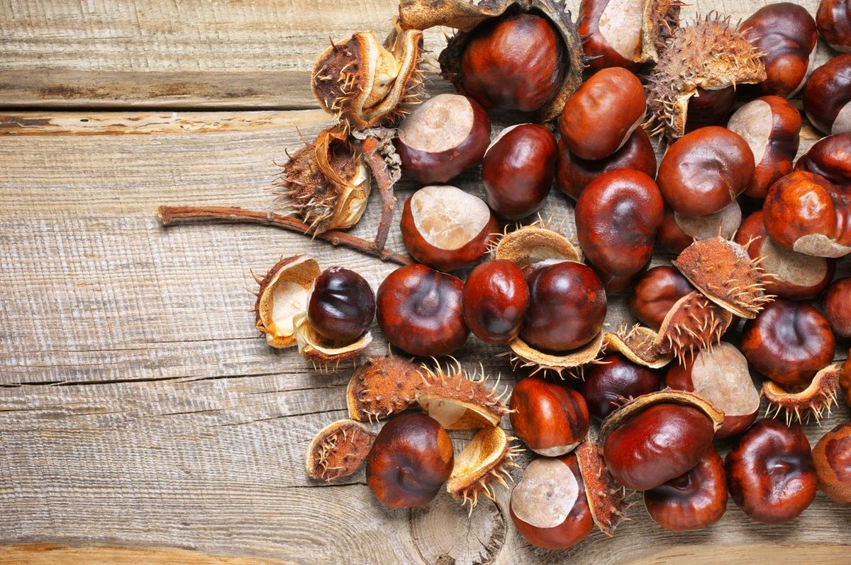 Can You Eat Horse Chestnuts – Information About Poisonous Conkers ...