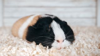 Guinea pig sleeping