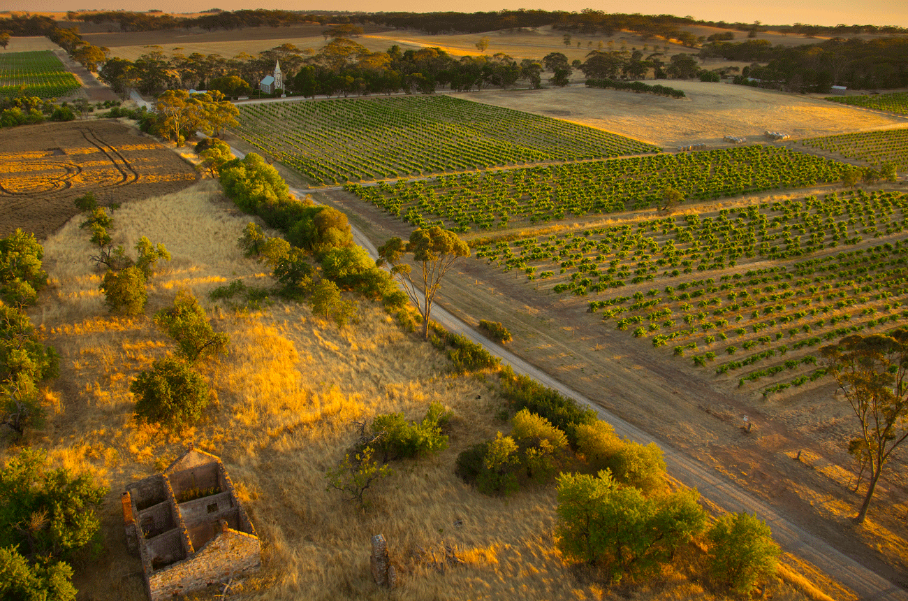 Henschke-Hill-of-Grace-Vineyard_Photo-Credit-Dragan-Radocaj
