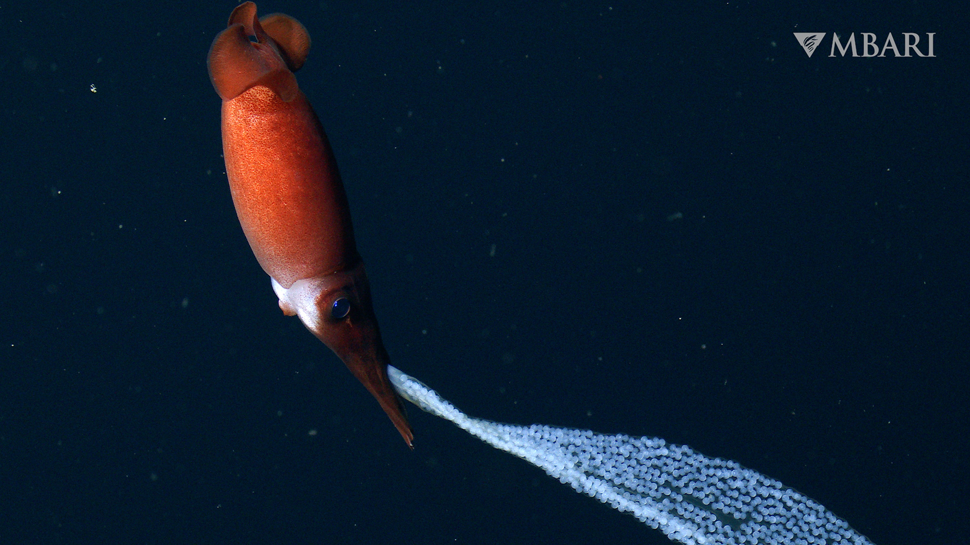 The deep-sea squid mom carrying her eggs in a gelatinous string behind her.