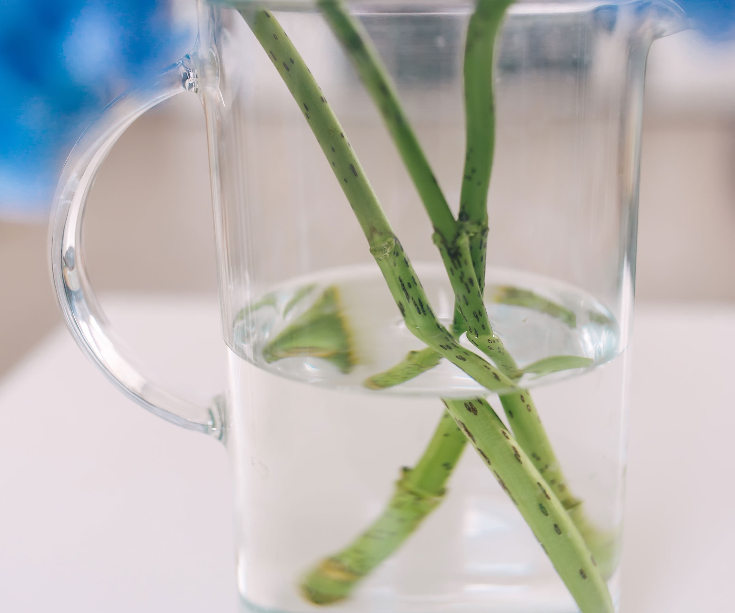 hydrangea cuttings in jar of water on white table