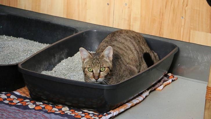 Why is my cat sleeping in their litter box? | PetsRadar