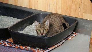 cat lying in litter box