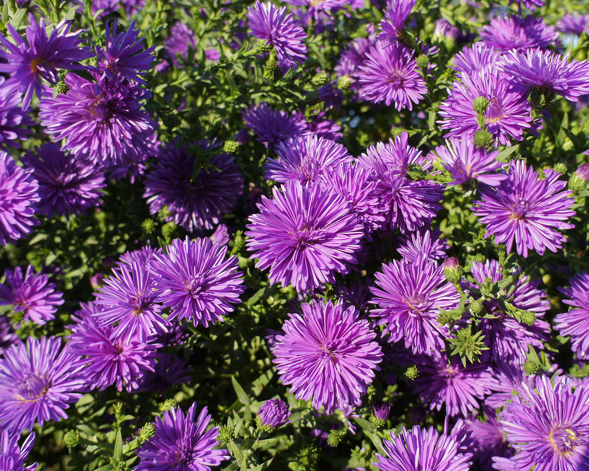 Symphyotrichum novae angliae New England aster Grape Crush purple flower in the garden design.