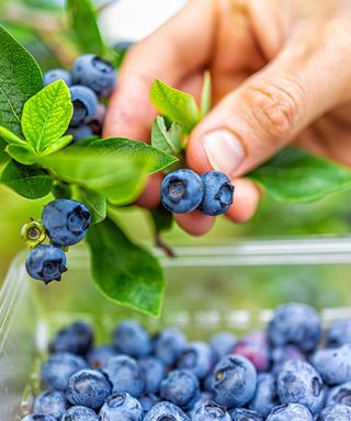 harvesting blueberries