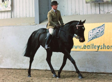 show horses for sale
