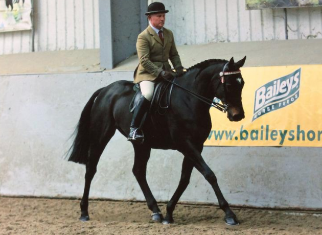 show horses for sale
