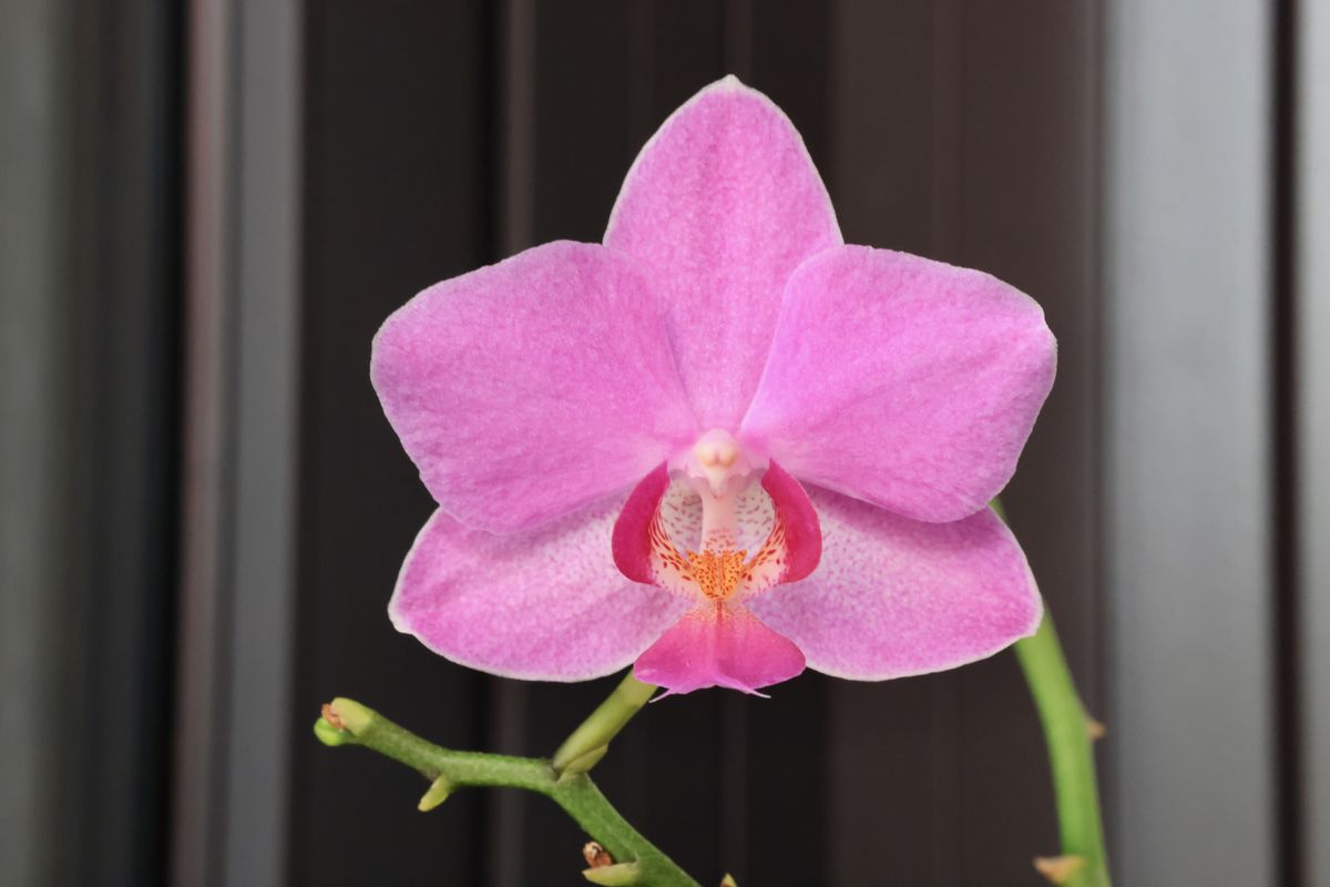 sample shots from Canon RF 85mm f/2 Macro I S STM