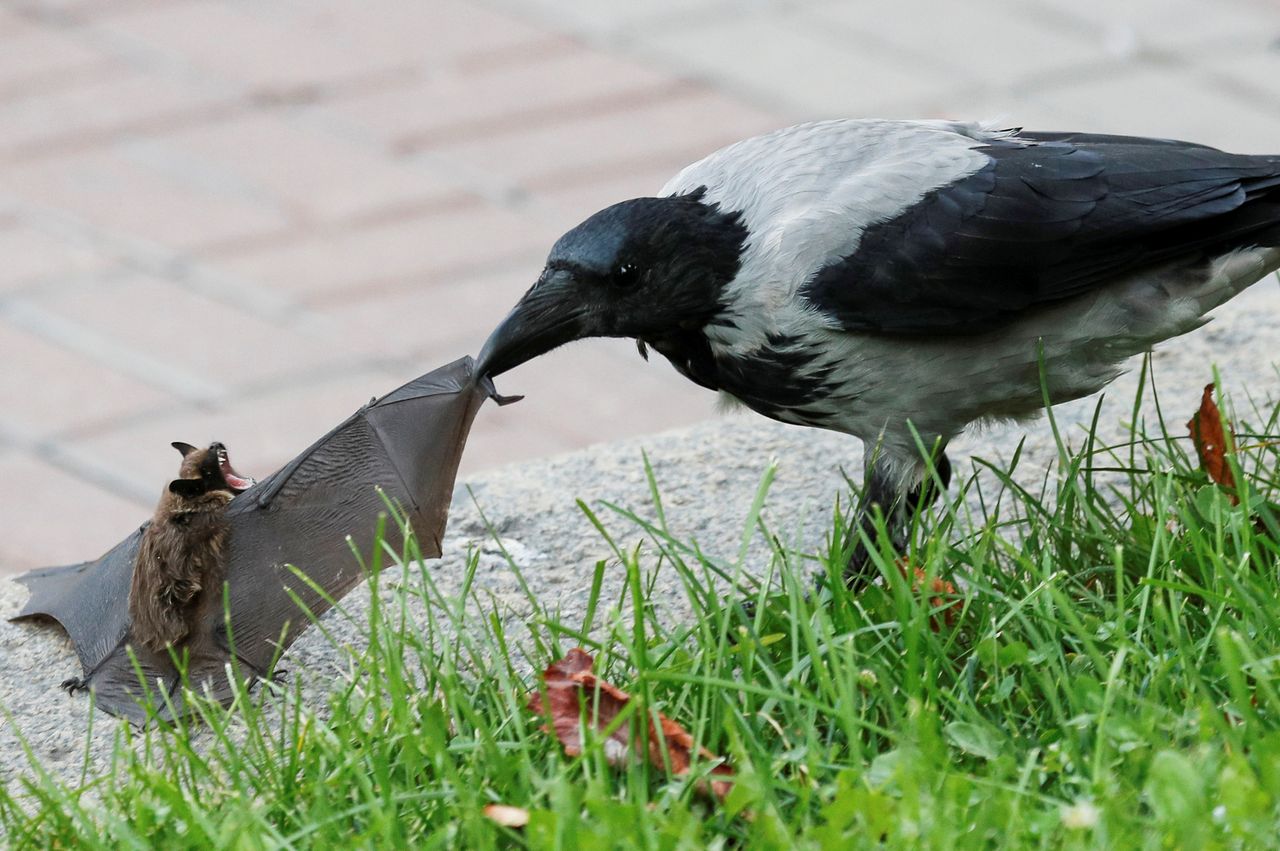 A crow attacking a bat.