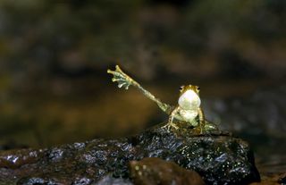A propositioning foot-flagging frog.