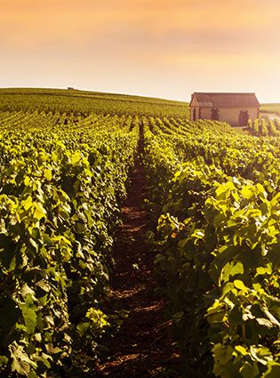 champagne-tour-vineyards