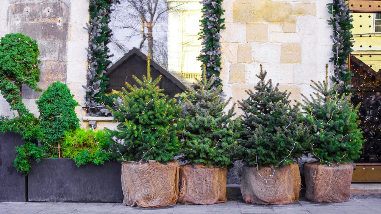 Selection of potted Christmas trees displayed on street